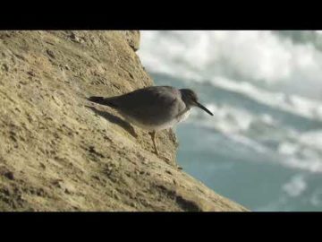 Wandering Tattler