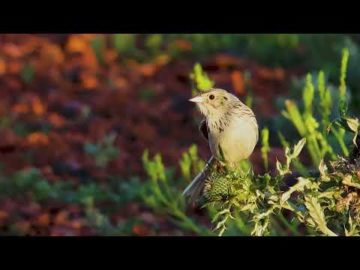 Baird's Sparrow