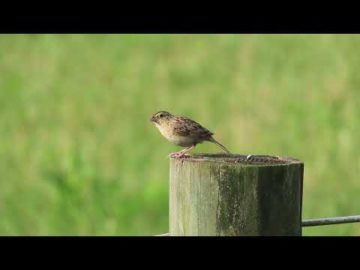 Grasshopper Sparrow