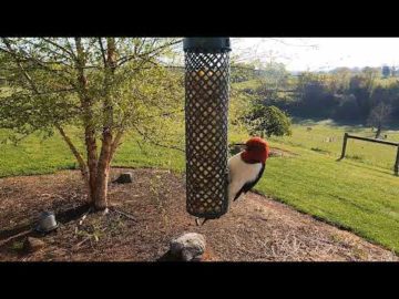 Red headed Woodpeckers