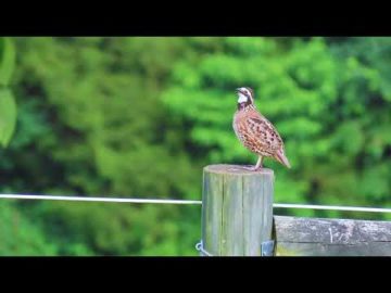 Northern Bobwhite