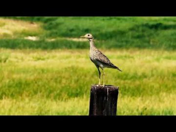 Upland Sandpiper