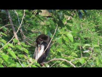 Anhinga