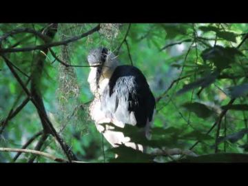 Black Crowned Night Heron