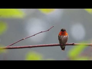 Ruby-throated Hummingbird